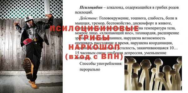гашик Алексин